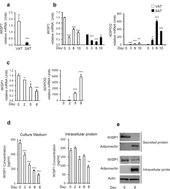 Figure 1.  WISP1 gene expression is decreased during adipocyte differentiation. (a) The expression of WISP1  mRNA was measured in subcutaneous (SAT) and epididymal adipose tissues (VAT) harvested from 12  weeks old C57BL6 mice (n = 4–5 per group)