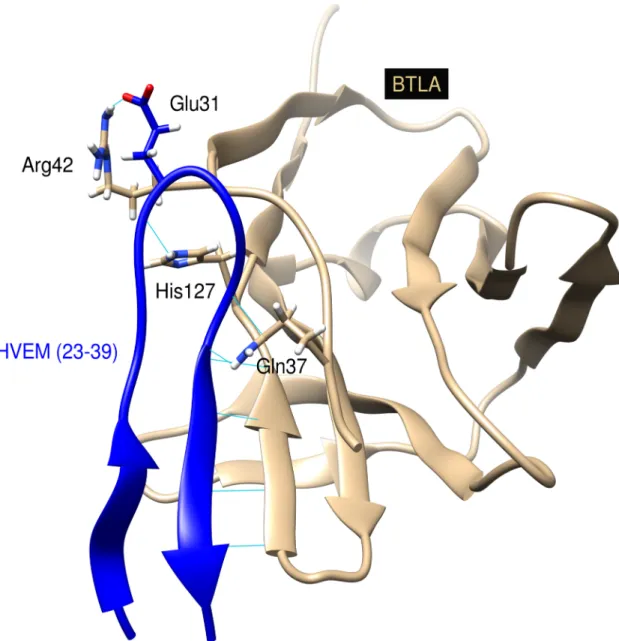 Fig 1. Structure of the BTLA/HVEM(23–39) peptide complex. HVEM(23–39) peptide is shown in dark blue ribbon, BTLA in beige and the side chains of residues involved in the inter-molecular hydrogen bonds in stick representation with nitrogen atoms colored in 