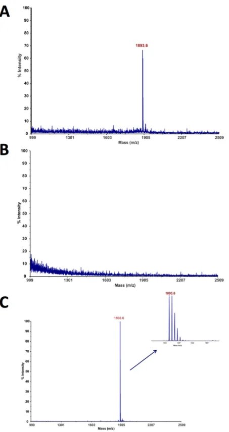 Fig 2. Microcolumn affinity test. Microcolumn affinity test results for binding of HVEM(23–39) fragment to BTLA: (A) supernatant, (B) last wash and (C) elution fractions