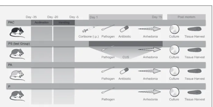 Fig. 1. The timeline and progress of experimental protocol showing the four groups of mice: PAC, PS, PA and P.