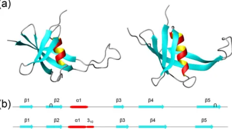 Figure 2.  MC1 slightly adapts its conformation upon binding to the DNA 15bp . (a) 3D solution structures of  MC1 in its free (left) and bound (right) forms in cartoon representation