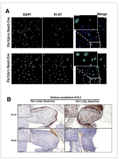 Figure supplement 1. Ki-67 expression is restricted to proliferating cells by APC/C-Cdh1.