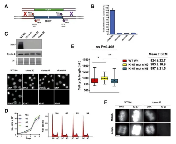 Figure supplement 1. Generation of NIH-3T3 cells lacking Ki-67.
