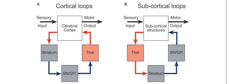 FIGURE 1 | Cortical and subcortical sensorimotor loops through the basal ganglia (modified with permission from McHaffie et al., 2005)
