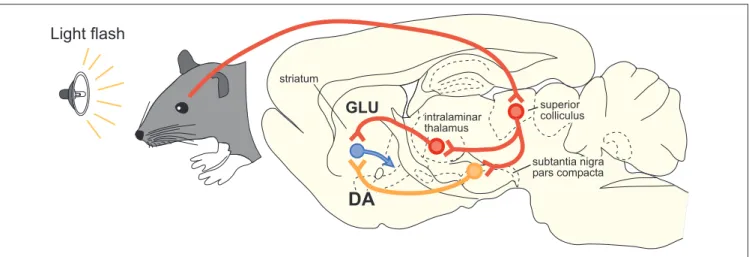 FIGURE 3 | The tecto-subthalamic and tecto-nigral projections in rat  (modified with permission from Coizet et al., 2009)