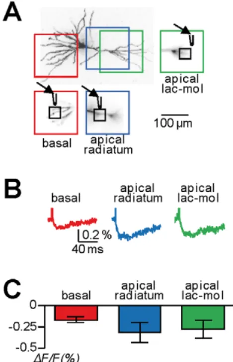 Figure 4. Polarity of dendritic signals in response to wide-field GABA photorelease in basal dendrites, proximal apical  den-drites and distal apical denden-drites in CA1 hippocampal  pyrami-dal neurons