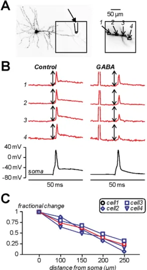 Figure 6. Investigating shunting inhibition using combined voltage imaging and local GABA photorelease