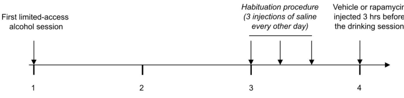 Figure S2: Schematic representation of the experimental procedure of rapamycin treatment 