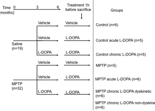 Figure 1. Experimental flowchart illustrating study design, treatments and group assignments.