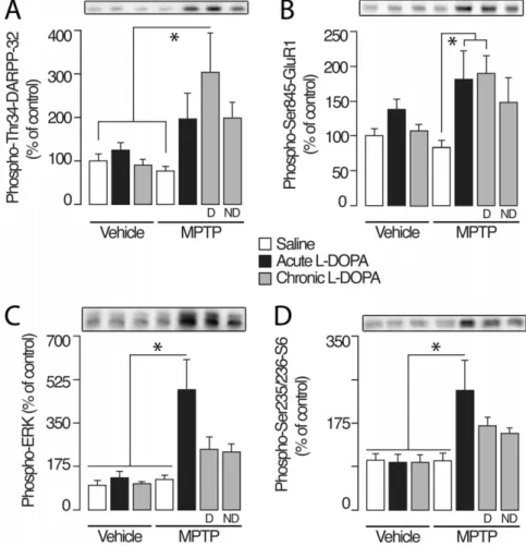 Figure 2. Western blot analysis of levels of (A) phosphorylated DARPP-32 at Thr34, (B) phosphorylated GluR1 at Ser845, (C) phosphorylated ERK1/2 at Thr202/Tyr204 and (D) phosphorylated S6 at Ser235/Ser236 in the dorsal putamen (mean ± S.E.M.)