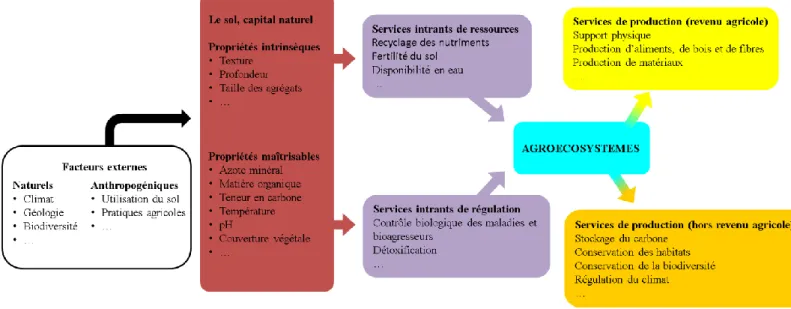 Figure I-2. Schéma conceptuel de l'organisation des services écosystémiques attendus par les sols dans les  agroécosystèmes (adapté de Dominati et al