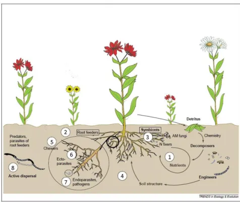 Figure I-3. Interdépendance entre la diversité des plantes et la diversité du compartiment souterrain (adapté de De  Deyn and Van de Putten  (2005))