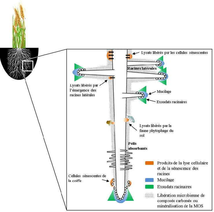 Figure I-13. Origine des différents types de rhizodépôts (d’après Dennis et al. 2010) (MOS : Matière Organique du  Sol)