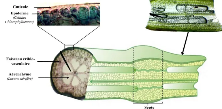 Figure  1.8  Anatomie  d’une  feuille,  exemple  d’une  feuille  tubulaire  de  l’espèce  Syringodium  isoetifolium