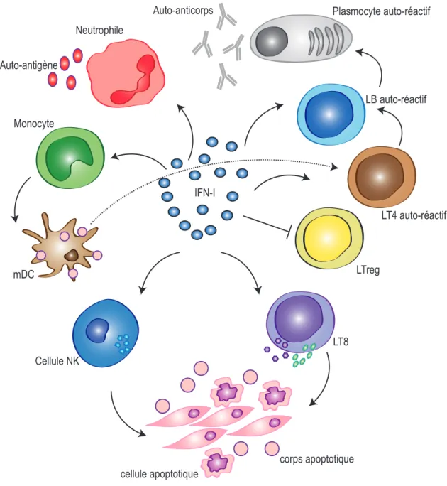 Figure  1.  Rôle  central  de  l’IFN-I  dans  la  dérégulation  du  système  immunitaire  dans le SLE 