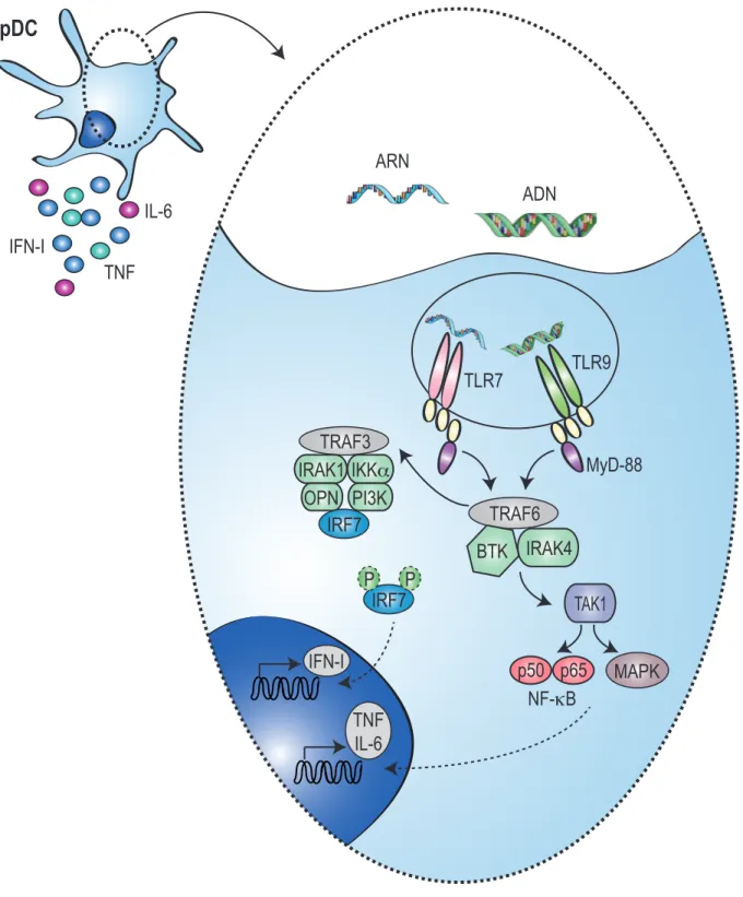 Figure 7. Voies de Signalisation des TLR7-9 dans les pDC 