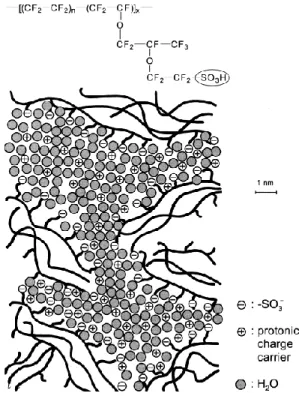 Fig. 1-8. Représentation schématique de la microstructure de la membrane Nafion ®  117 selon  Kreuer [51]
