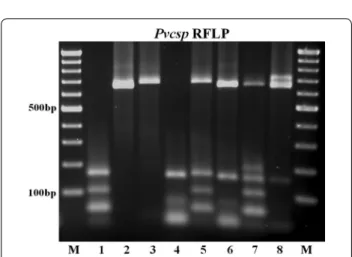 Fig. 2  RFLP analysis of the Pvcsp fragments. In lanes with odd num- num-bers, the fragments were digested with AluI (an enzyme that cuts  repeatedly in the VK210 repeat region)