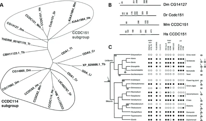 Figure 1. CCDC151 family members share conserved evolutionary features with ODA1. (A) Phylogenetic analysis of the proteins related to Chlamydomonas ODA1 in Drosophila, zebraﬁsh, mouse, humans,Trypanosoma brucei andL