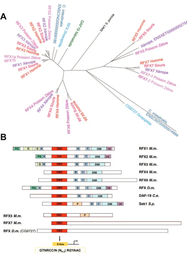 Fig. 1. Phylog´enie et structure des facteurs de transcription RFX. (A) Arbre phylog´en´etique de la famille des facteurs de transcription RFX