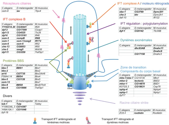 Fig. 2. Les cibles de RFX connues pour leur implication dans la ciliogen`ese. Sch´ema simpliﬁ´e d’un cil primaire et de son corps basal