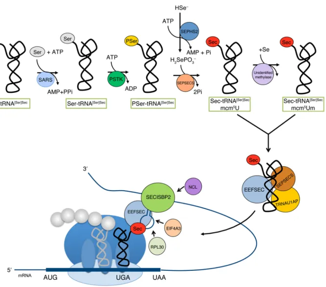 Figure 1. Pathways of Sec synthesis and incorporation into selenoproteins. The synthesis of Sec (upper pathway) occurs on its tRNA, with initial  attachment of serine to tRNA [Ser]Sec  by seryl-tRNA synthetase (SARS), phosphorylation of this residue by pho