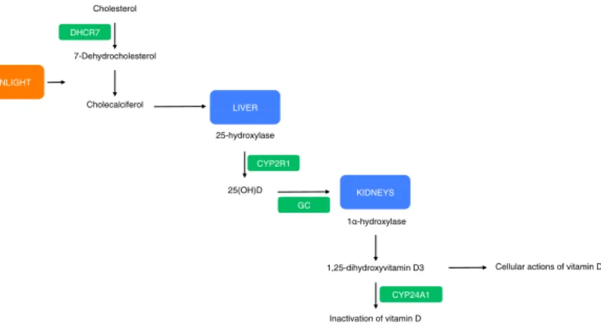 Figure 1.  Effect of SNPs chosen as IVs on the vitamin D pathway. Genes that contain, or are in proximity to,  variants chosen as IVs are highlighted green