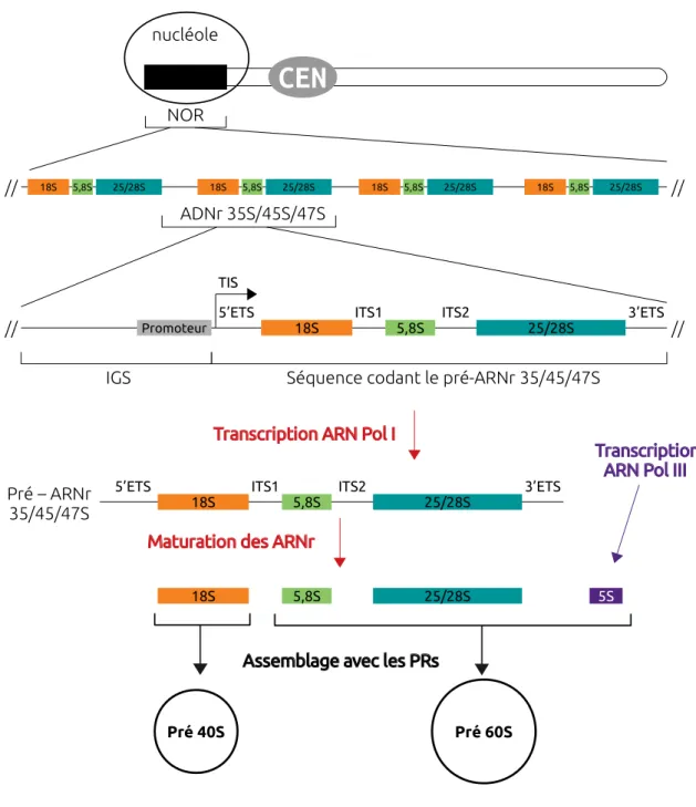 Figure 1.1 – La biogenèse des ribosomes chez les eucaryotes. Les gènes codant pour le précurseur d’ARNr 35S (chez la levure), 45S (chez les végétaux et une grande partie des métazoaires) ou 47S (chez les mammifères), sont répétés en tandem dans une ou plus