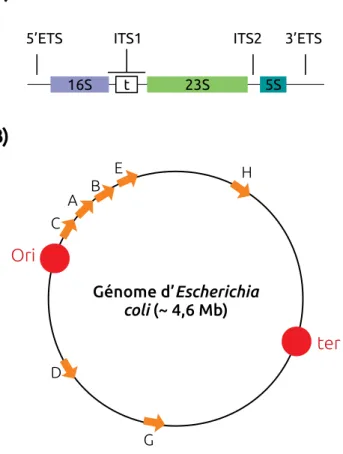 Figure 2.1 – L’ADNr chez les procaryotes, adapté de Maeda et al. 2015. A) Chez les procaryotes, un opéron code pour les trois ARNr (16S, 23S et 5S) ainsi que pour un ou plusieurs des ARN de transfert (t)