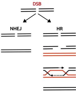 Figure 2.4 – Les deux mécanismes de réparation des cassures double brin de l’ADN (DSB), adapté de Her et Bunting, 2018