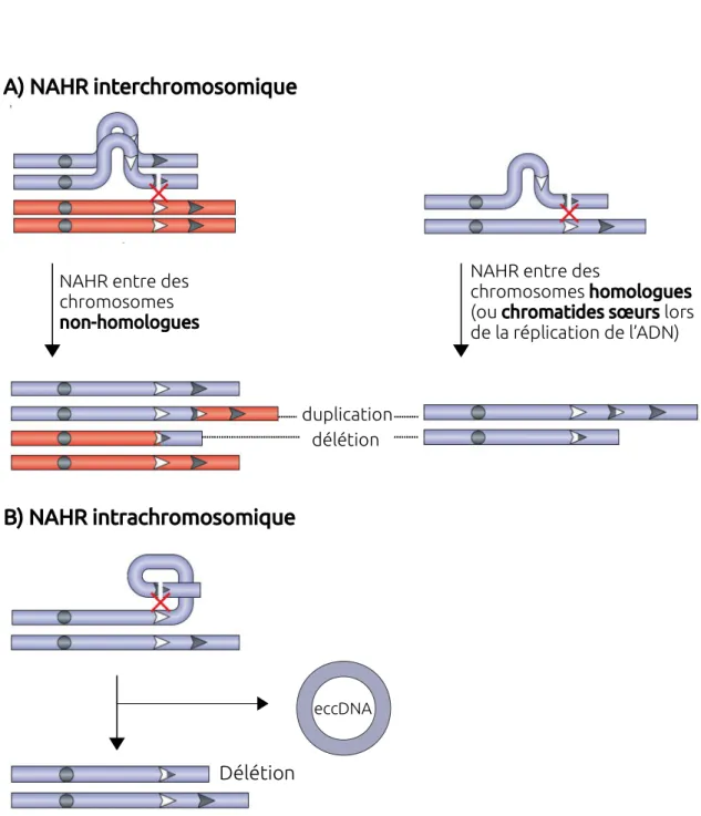 Figure 2.5 – La Recombinaison Homologue Non Allélique (NAHR), adapté de Sasaki et al. 2010.