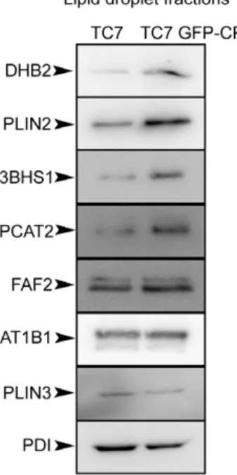 Figure 4. Western blot analysis of some proteins identified by the differential proteomic approach in the lipid droplet fractions isolated from Caco-2/TC7 (TC7) and Caco-2/TC7 GFP-CP (TC7 GFP-CP) cells