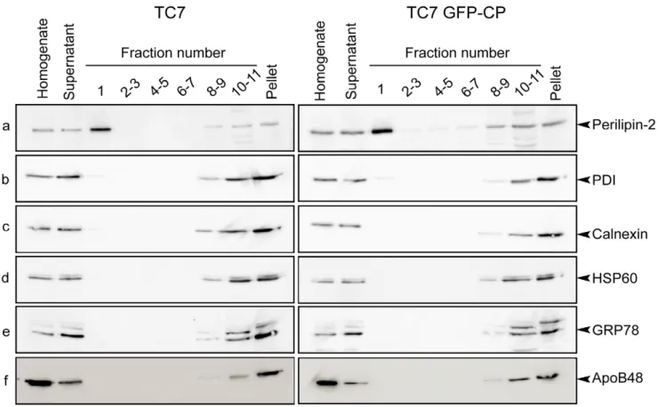 Figure 3. Protein analysis of sucrose gradient fractions prepared from Caco-2/TC7 and Caco-2/TC7 GFP-CP cells