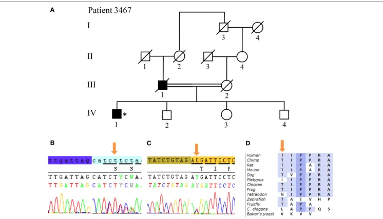 FigUre 6 | SYNJ1 mutations found in Patient 3467 at compound heterozygous state. (a) Pedigree of patient family