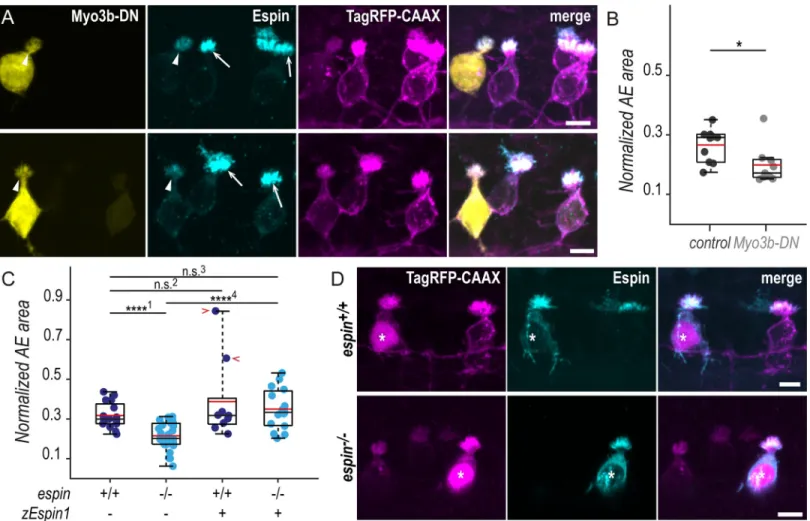 Fig 5. In the absence of Espin actin-bundling activity, CSF-cNs form shorter apical extensions
