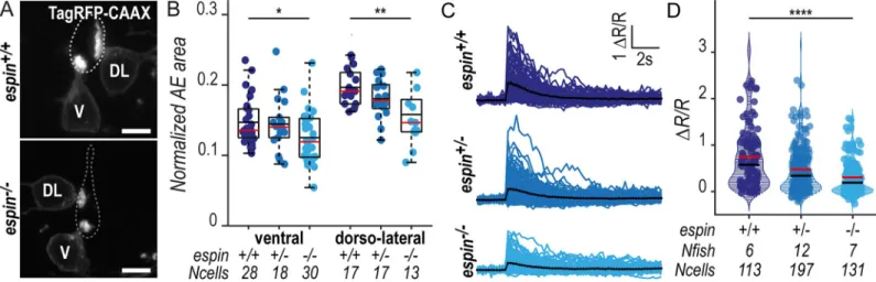 Fig 6. CSF-cNs with shorter apical extensions exhibit reduced mechanosensory response