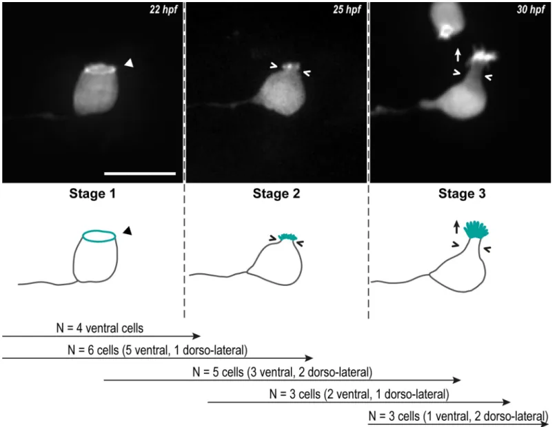 Fig 1. CSF-cNs go through 3 critical steps to form their apical extension. Z-projections from time-lapse acquisitions (top panels; lateral views of ventral CSF-cNs with rostral to the left) and schematics (bottom panels) showing the 3 stages CSF-cNs go thr