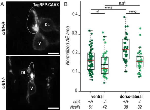 Fig 2. The ring of actin colocalizes with the CSF-cN apical junctional complexes. (A–C) Z-projections from lateral views of the spinal cord in 24-hpf embryos showing the colocalization of the ring of actin (LifeAct; arrowheads) with different markers of th