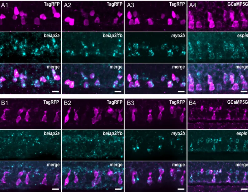 Fig 4. CSF-cNs express a set of known morphogenetic factors. Expression of candidate factors known to be involved in the formation of actin-based protrusions—