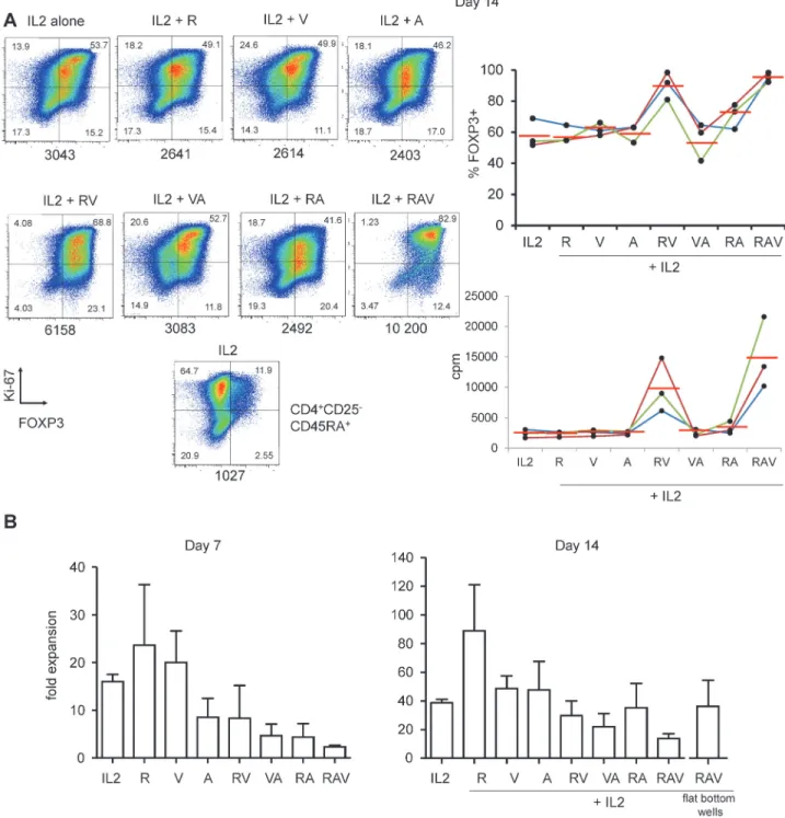 Figure 4: Highly pure FoxP3 high  cells after 14 days of culture under RAV regimen.  A