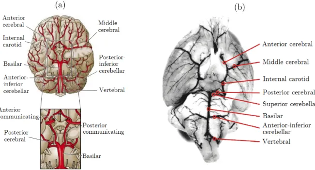 Figure 2.4 – Comparison of human and mouse brain arteries, adapted from [25] and [28].