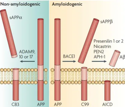Figure 4 : Voies de protéolyse d’APP. Le peptide amyloïde beta provient du clivage de la protéine APP