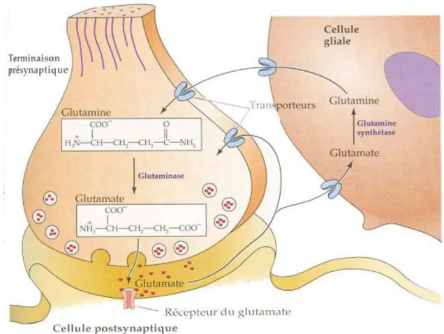 Figure 7 : Synthèse du glutamate et cycle de transfert entre les neurones et les cellules gliales