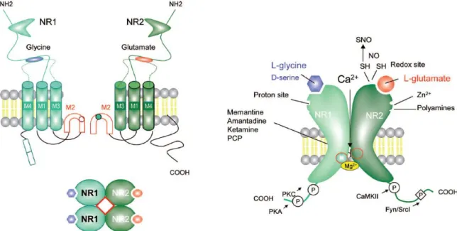 Figure 9 : Structure du récepteur NMDA (NMDAR). Les NMDAR sont des hétéro-tétramères composés de 4  sous-unités issues de 3 familles apparentées : NR1, NR2, et NR3 ; le NR1 est une sous-unité obligatoire dans  la  structure  du  récepteur  qui  se  combine