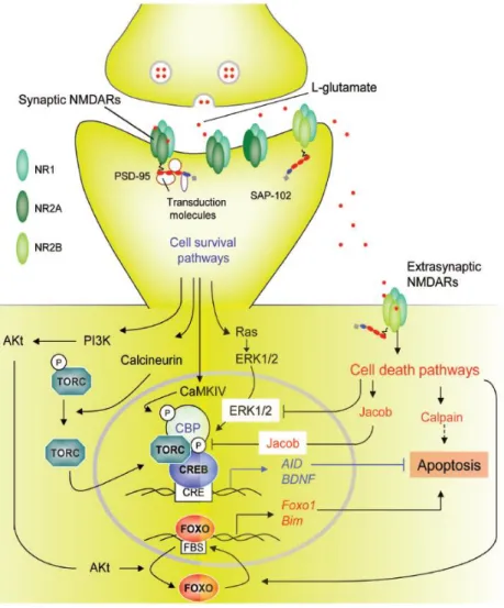 Figure  10 :  Voies  de  transduction  impliquées  dans  la  survie  ou  la  mort  cellulaire  déclenchées  par  les  récepteurs NMDA synaptiques ou extra-synaptiques
