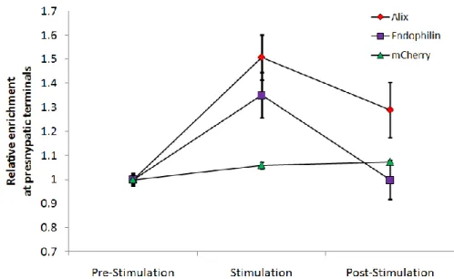 Figure 19: Change in presynaptic fluorescence indicates recruitment of mCherry tagged Alix and endophilin  to presynaptic boutons, but not mCherry alone 