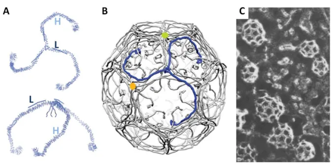 Figure 7: Clathrin triskelia and coat 