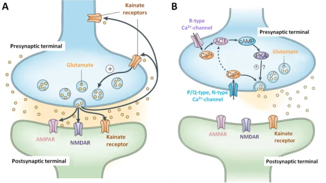 Figure 12: Presynaptic long-term potentiation 