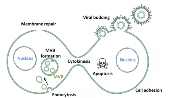 Figure 13: Cellular processes involving Alix 