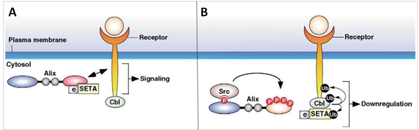 Figure 17: Alix and EGFR endocytosis 